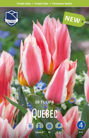 Tulipa Quebec Jack the Grower