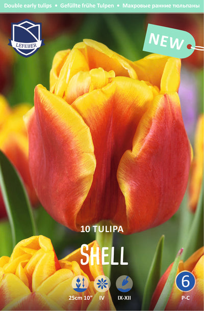 Tulipa Shell Jack the Grower