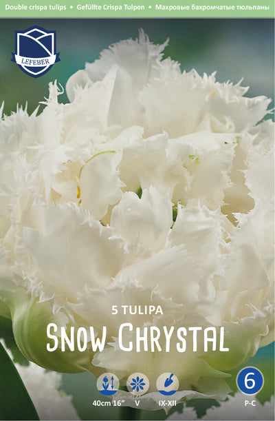 Tulipa Snow Crystal Jack the Grower