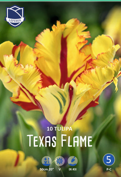 Tulpe Texas Flame Jack the Grower