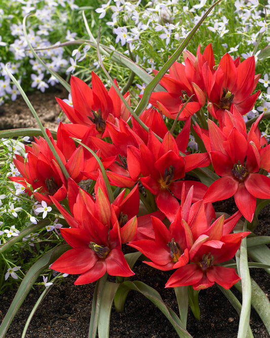 Tulipa Fenna Jack the Grower