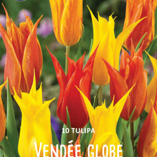 Tulipa Vendee Globe Jack the Grower