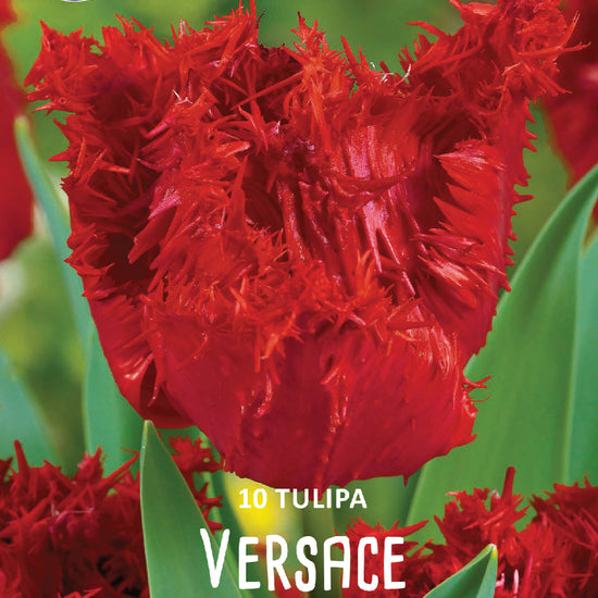 Tulipa Versace Jack the Grower