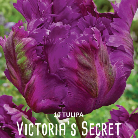 Tulipa Victoria's Secret Jack the Grower