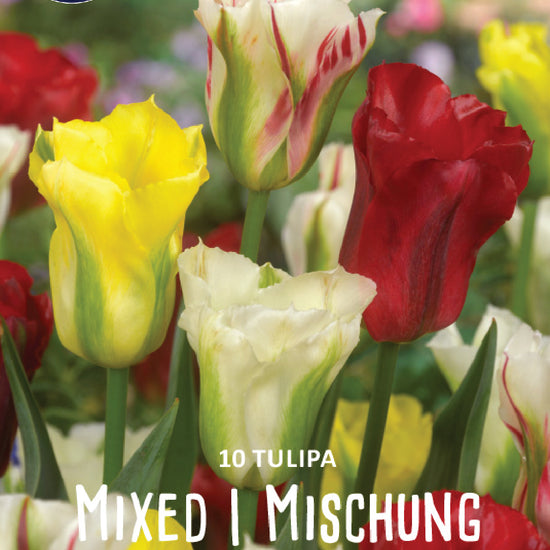 Tulipa Viridiflora Mixed Jack the Grower