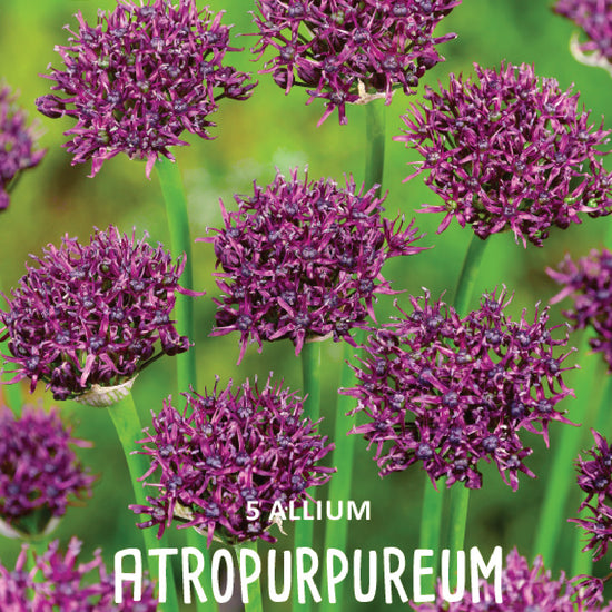 Allium Atropurpureum Jack the Grower