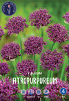 Allium Atropurpureum Jack the Grower