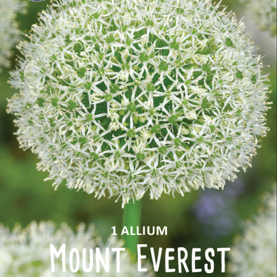 Allium Mount Everest Jack the Grower