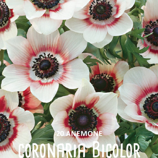 Anemone Coronaria Bicolor Jack the Grower