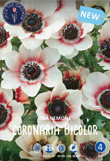 Anemone Coronaria Bicolor Jack the Grower
