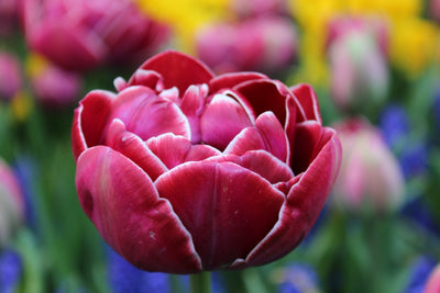 Tulpe Dream Touch® Jack the Grower