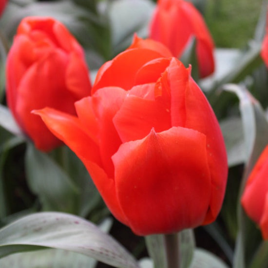 Tulipa Giant Orange Sunrise Jack the Grower