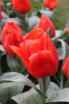 Tulipa Giant Orange Sunrise Jack the Grower