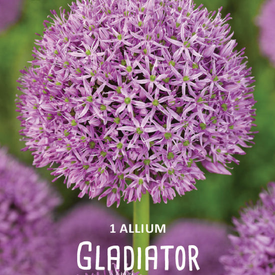 Allium Gladiator Jack the Grower