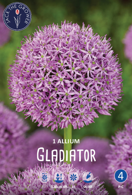 Allium Gladiator Jack the Grower