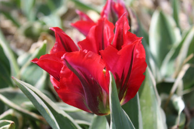 Tulipa Hollywood Jack the Grower