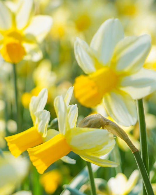 Narcissus Mother Duck