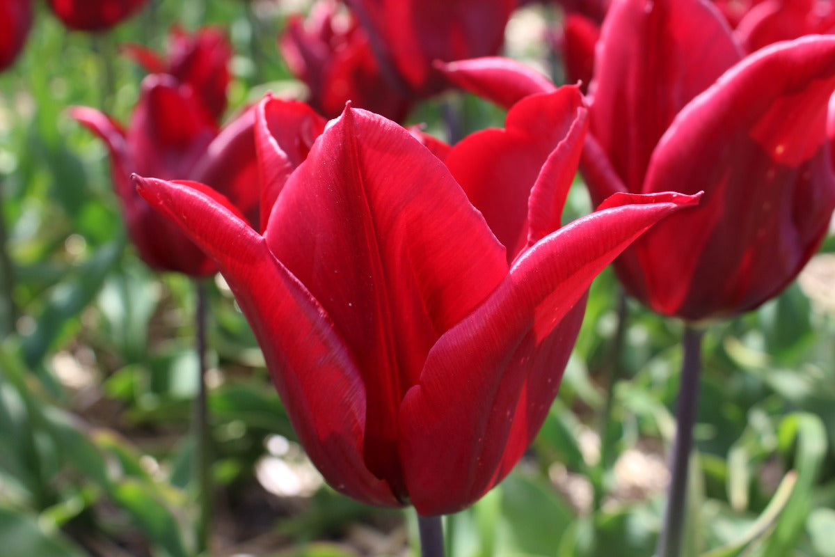 Tulipa Dauerhafte Liebe Jack the Grower