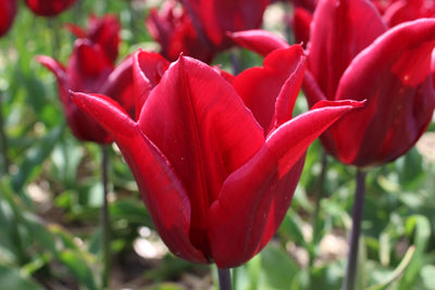 Tulipa Lasting Love Jack the Grower