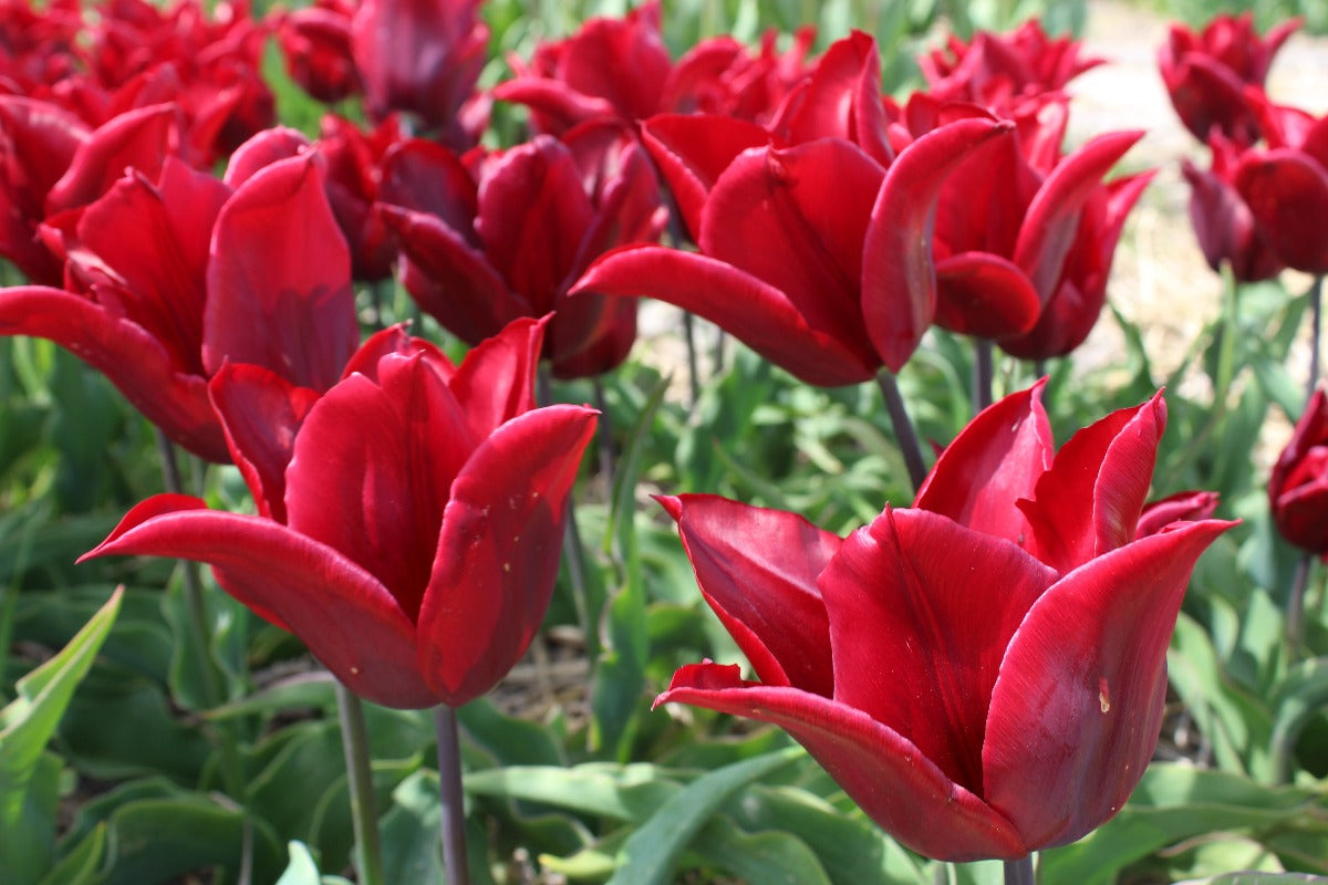 Tulipa Dauerhafte Liebe Jack the Grower