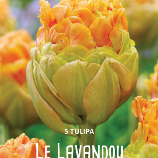 Tulipa Le Lavandou Jack the Grower