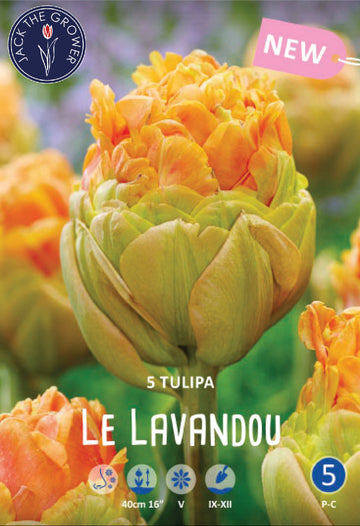 Tulipa Le Lavandou Jack the Grower