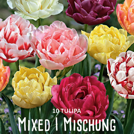 Tulipa Peony Mixed Jack the Grower