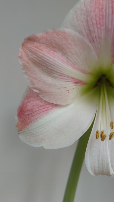 Amaryllis (Hippeastrum) Appleblossom Jack the Grower