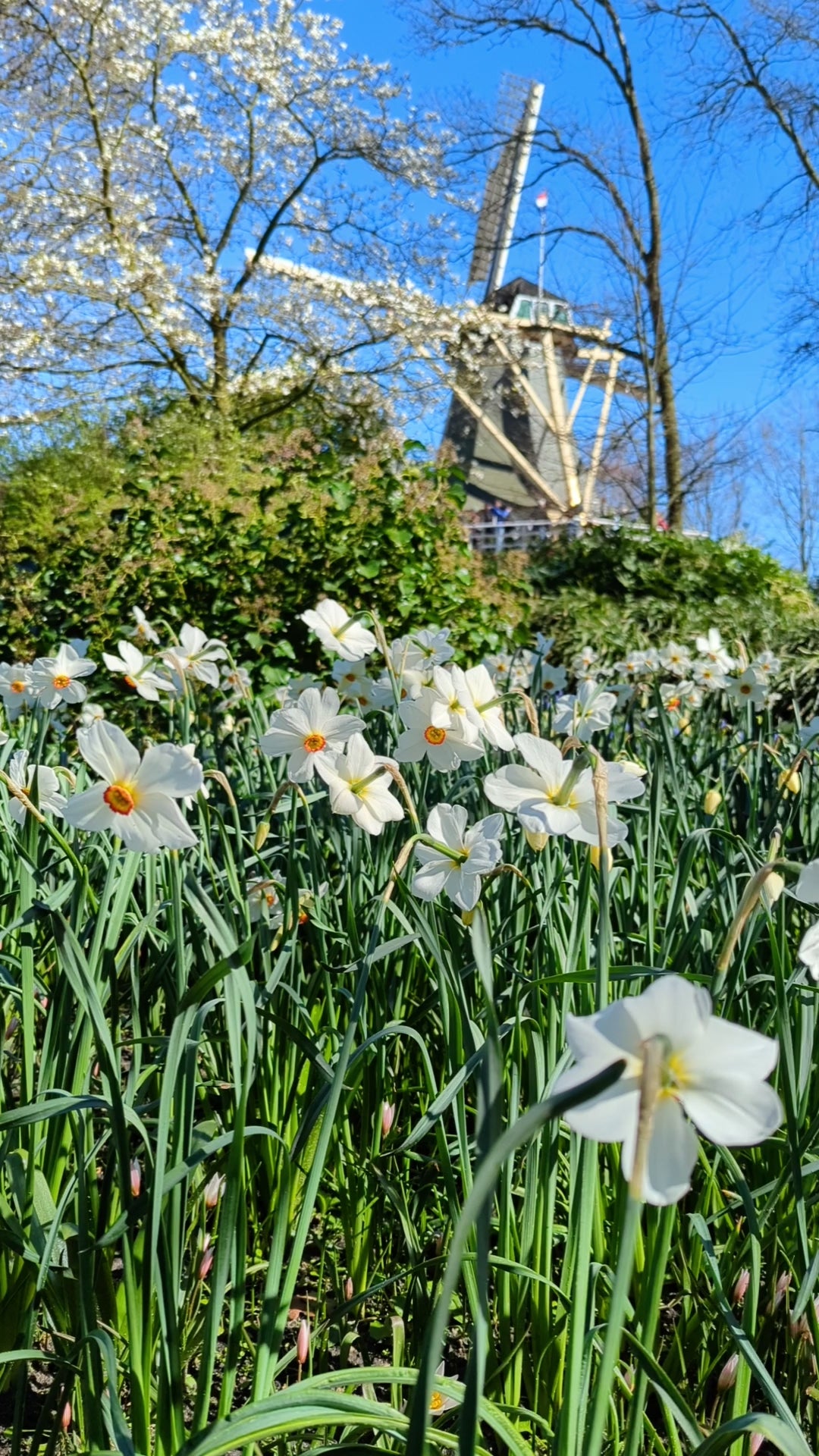 Narcissus Recurvus – Jack the Grower