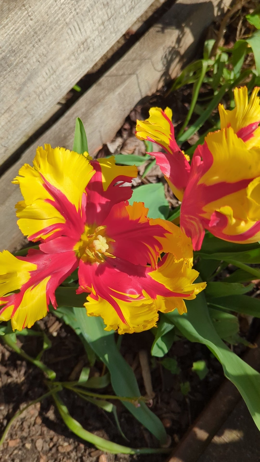 Tulipa Texas Flame Jack the Grower