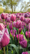 Tulipa San Martin Jack the Grower