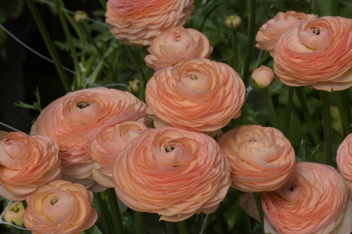 Ranunculus