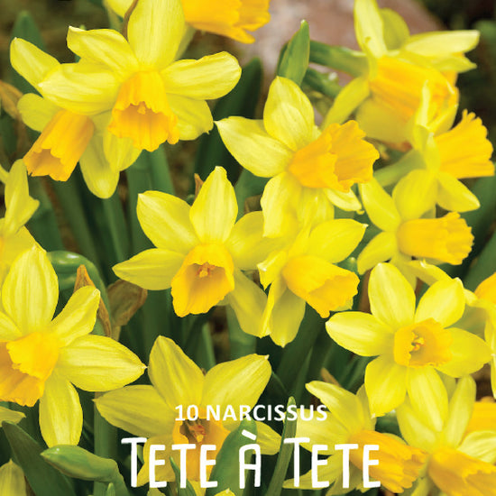 Narcissus Tete a Tete Jack the Grower