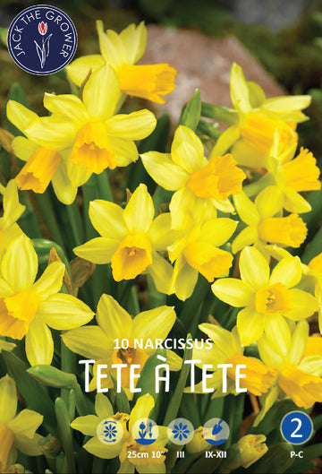 Narcissus Tete a Tete Jack the Grower