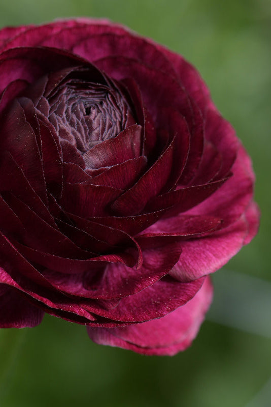 Ranunculus Elegance® Viola Jack the Grower