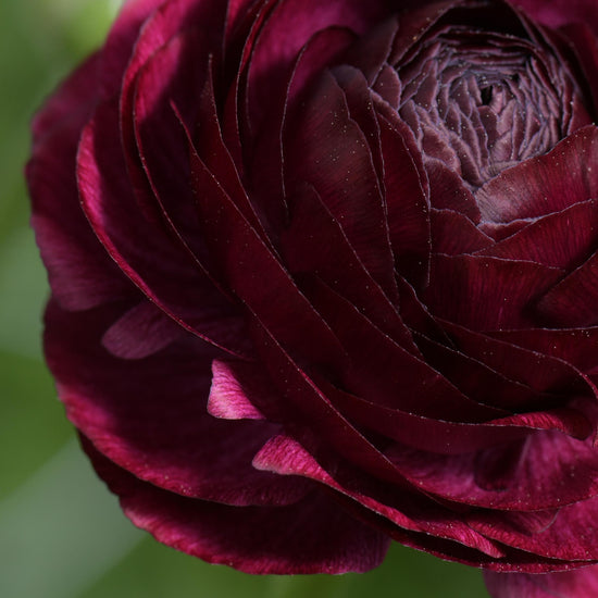 Ranunculus Elegance® Viola Jack the Grower