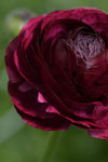 Ranunculus Elegance® Viola Jack the Grower