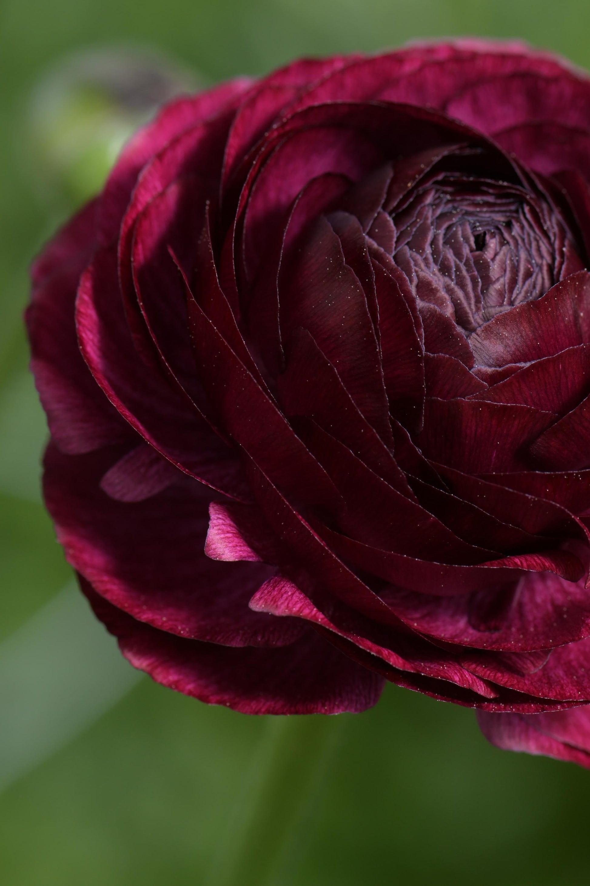 Ranunculus Elegance® Viola Jack the Grower