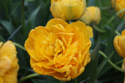 Tulipa Yellow Pomponette Jack the Grower