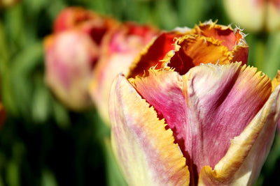 Tulipa Miami Sunset Jack the Grower