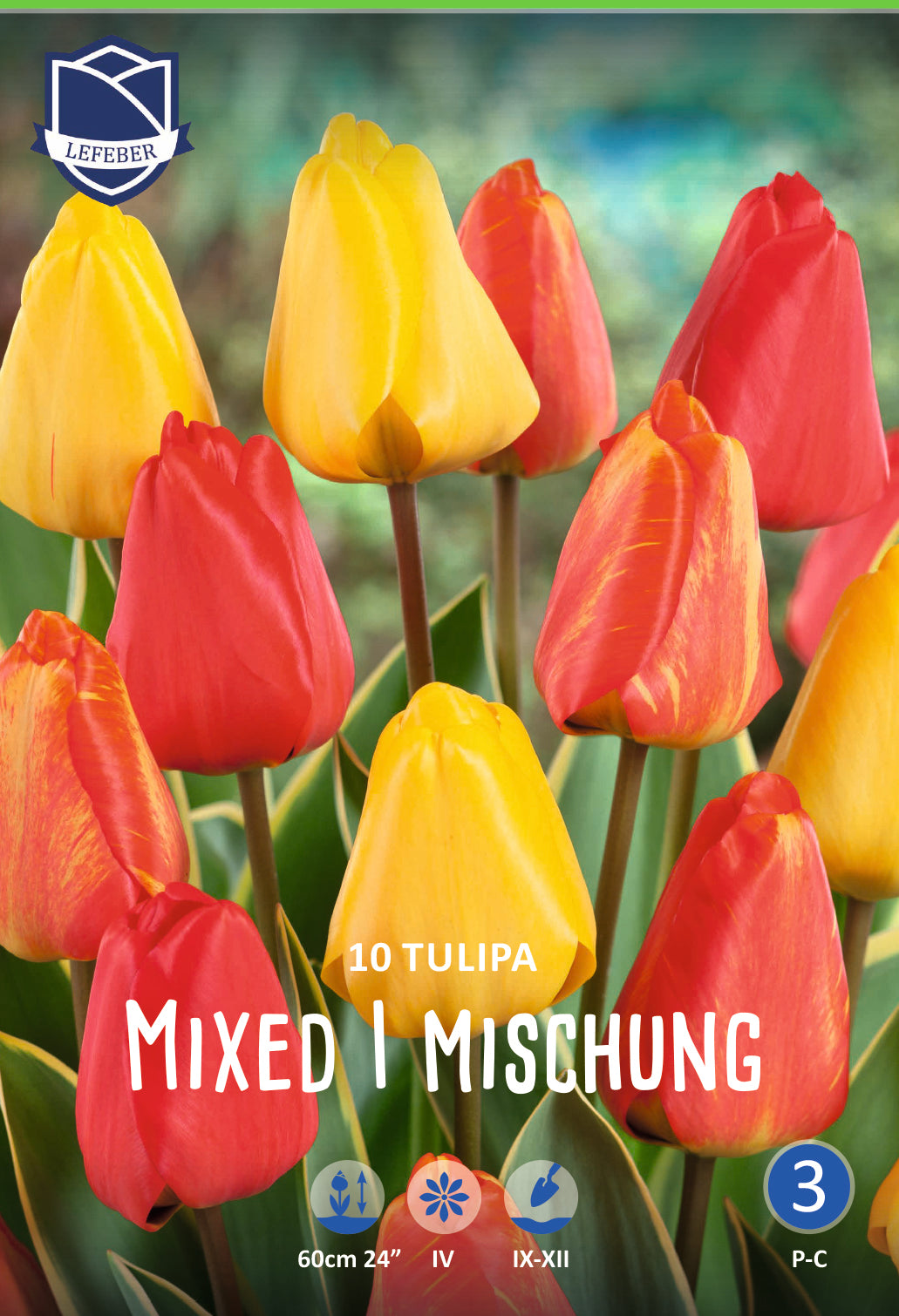 Tulipa Darwin Hybrid Mixed