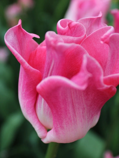 Tulipa Crown of Dynasty Jack the Grower