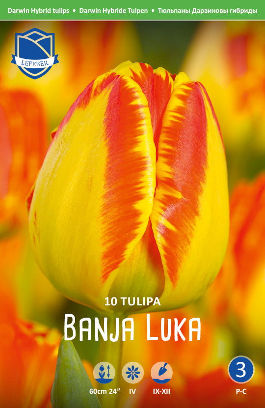 Tulpe Banja Luka