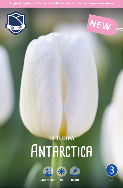 Tulpe Antarctica