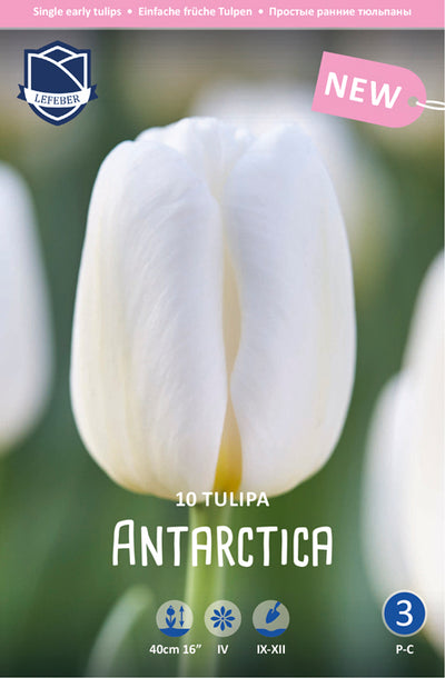 Tulipa Antarctica Jack the Grower