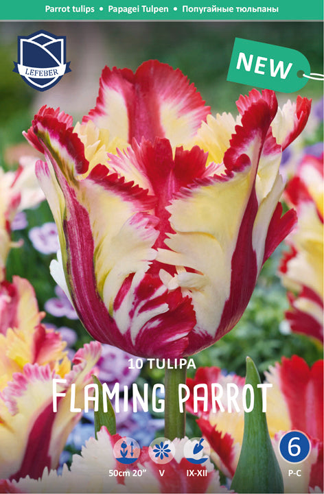 Tulipa Flaming Parrot