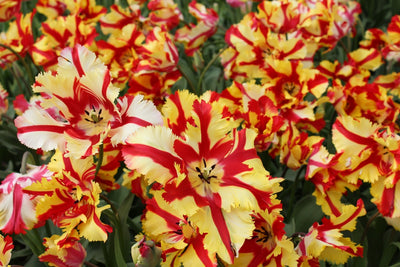 Tulpe Flaming Parrot Jack the Grower