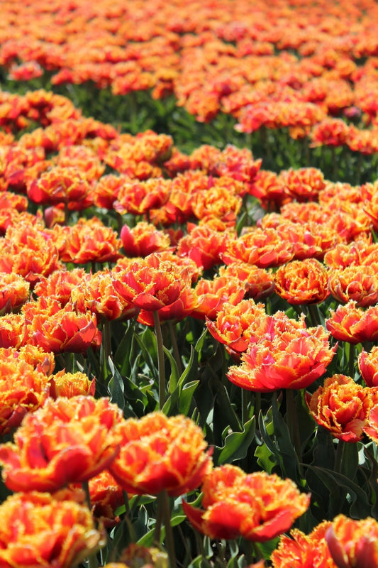 Tulipa Gold Dust Jack the Grower