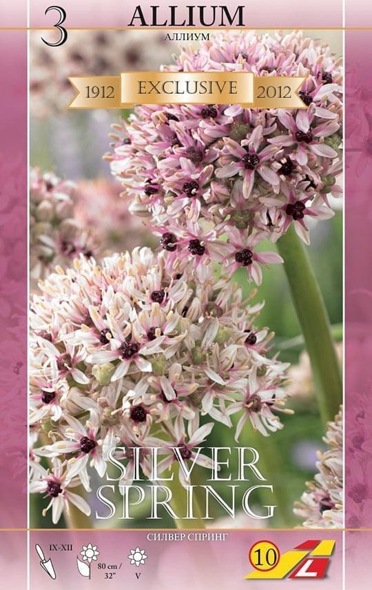 Allium Silver Spring