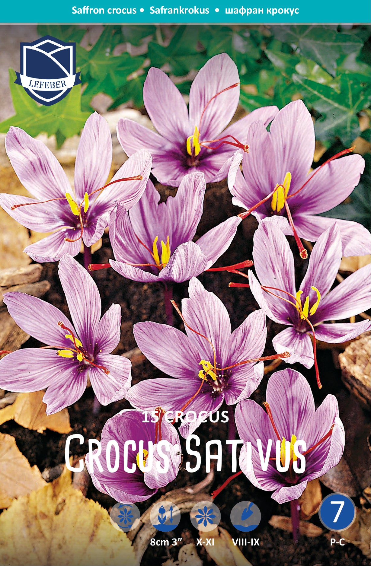 Crocus Sativus Saffron Jack the Grower